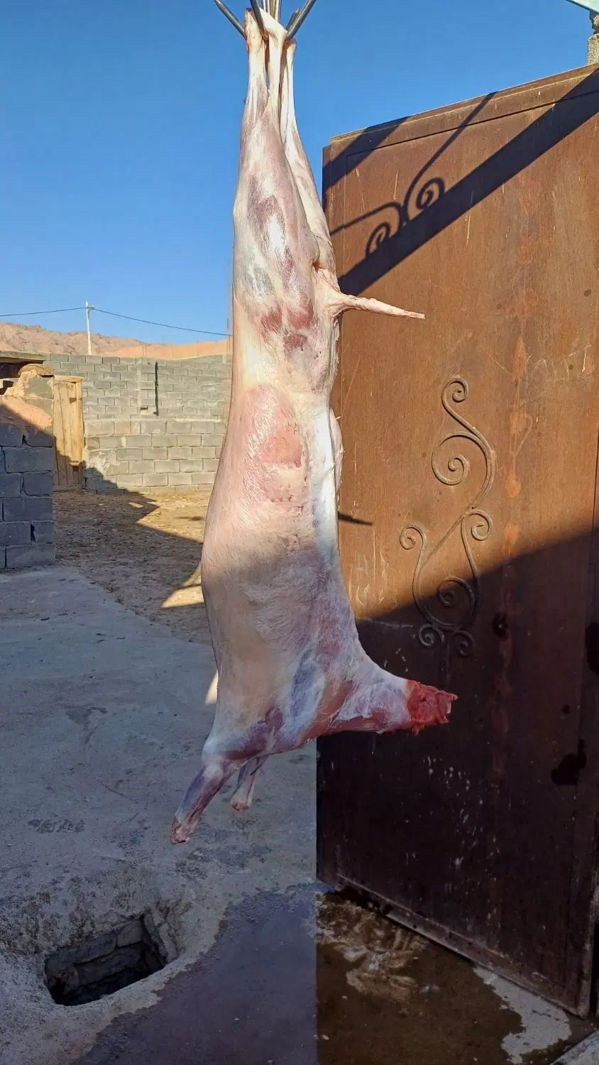 بهترین گوشت بره وبزغاله روازمابخواهیدکیلو۶۰۰|خوردنی و آشامیدنی|اسفراین, |دیوار