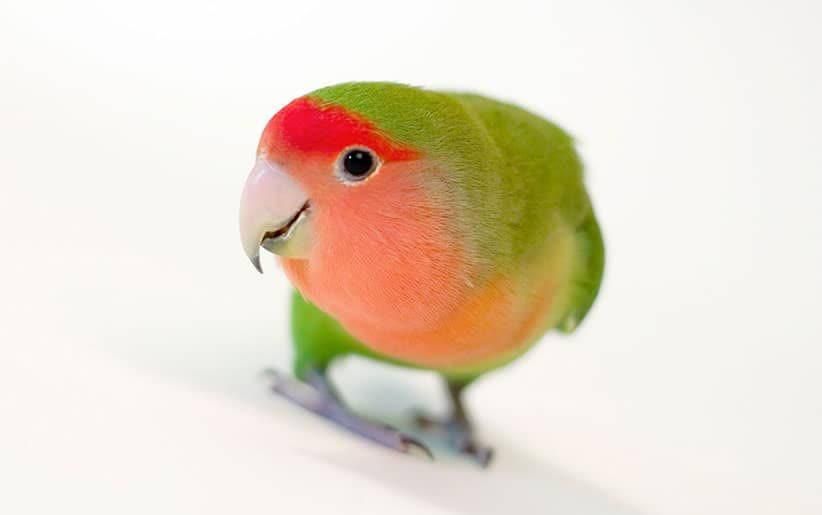 فروش انواع طوطی برزیلی رام و دستی مغازه معتبر|پرنده|تهران, پونک|دیوار