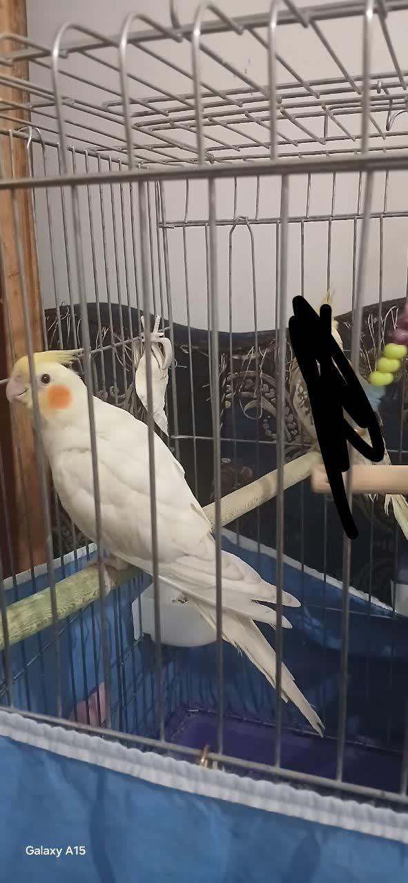 گمشده|حیوانات|دزفول, |دیوار