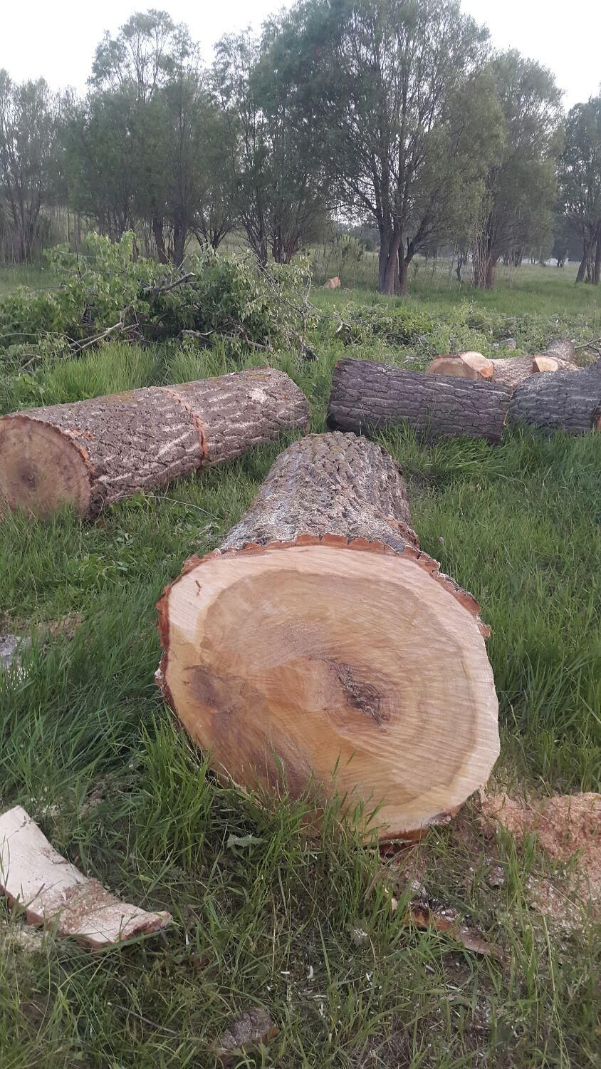 خرد چوب ودرخت|خدمات باغبانی و درختکاری|اردبیل, |دیوار