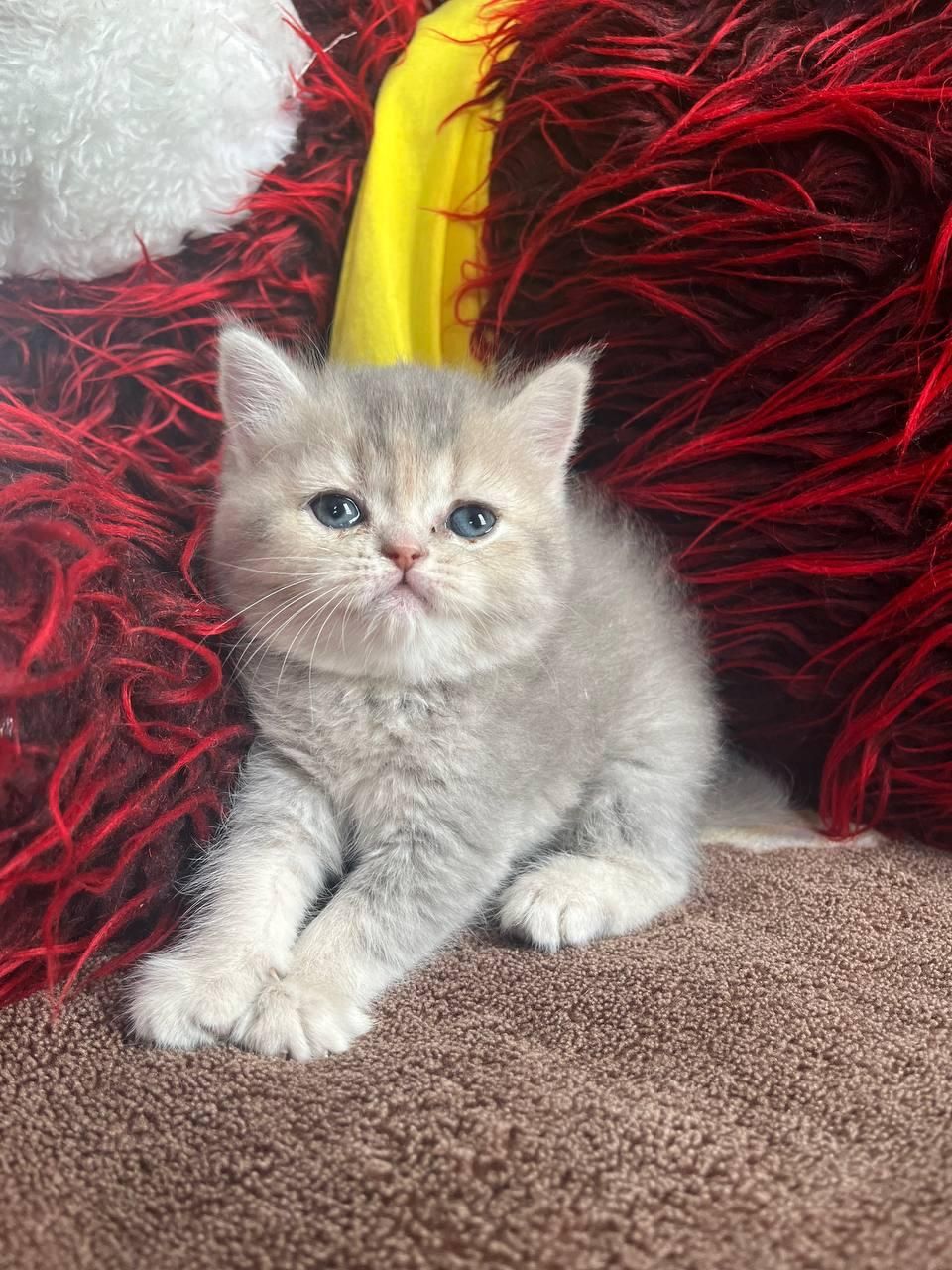 مجموعه گربه های اصیل (بریتیش / پرشین / اسکاتیش)|گربه|اصفهان, جلفا|دیوار