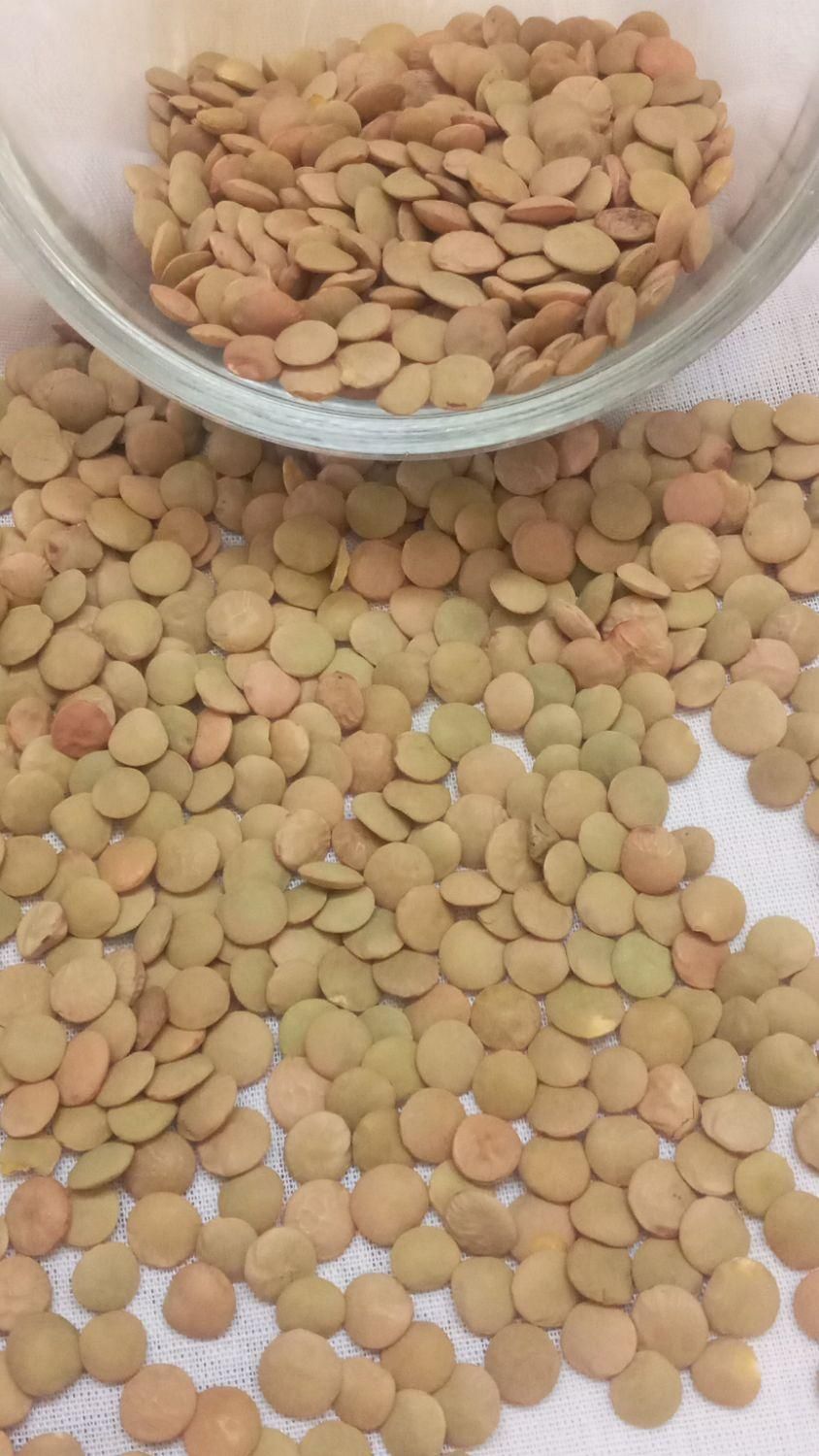 مواد خوراکی و غذایی|خوردنی و آشامیدنی|تهران, نواب|دیوار
