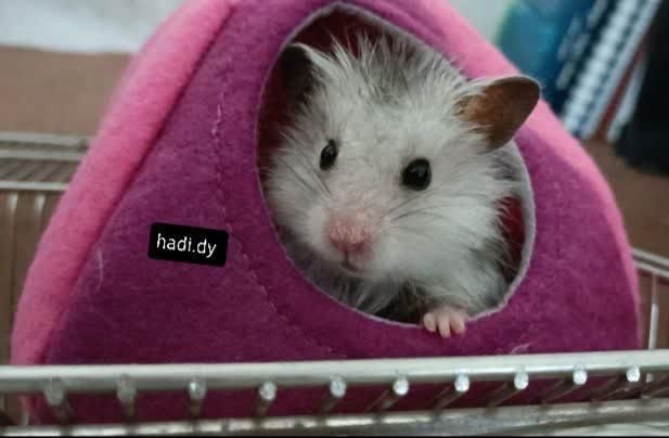 بیا تو سالن همستر ببین بگیر بخر ببر|موش و خرگوش|یزد, |دیوار