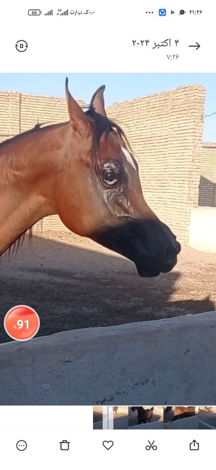 خرید و فروش اسب های زیبایی و کورسی|اسب و تجهیزات اسب‌سواری|بندر گناوه, |دیوار