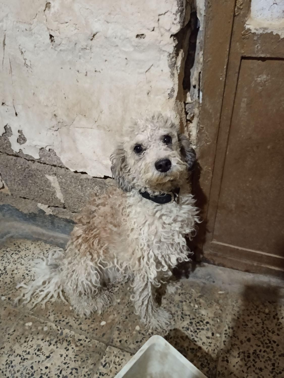 سگ تریر|سگ|بندر ماهشهر, |دیوار