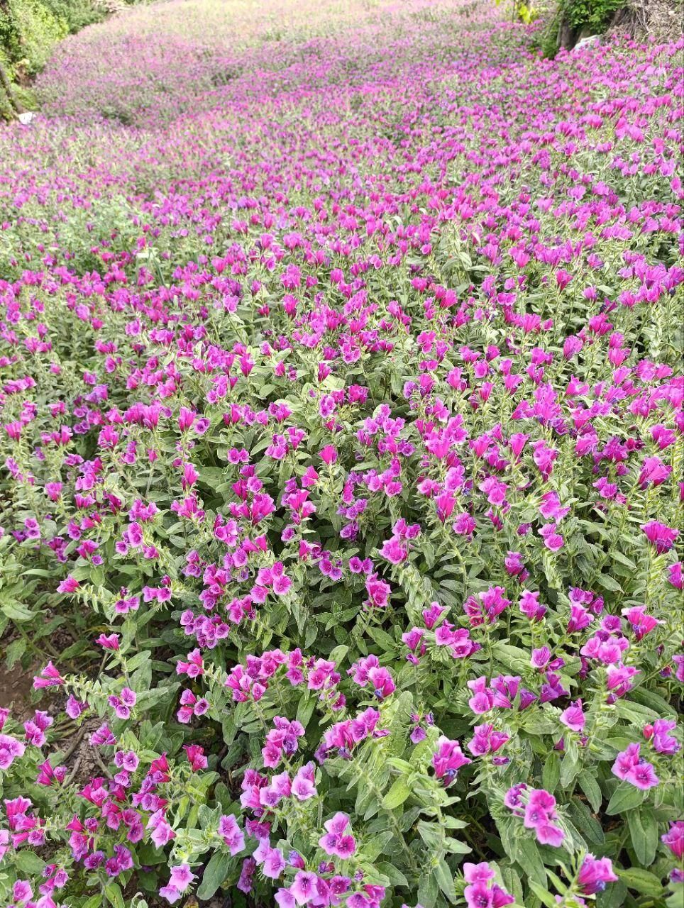 گل گاو زبان اشکور|خوردنی و آشامیدنی|لنگرود, |دیوار