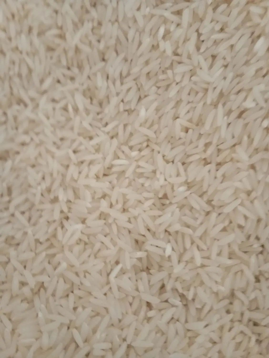 برنج تازه فریدونکنار طارم هاشمی باعطر وطعم خوب|خوردنی و آشامیدنی|سمنان, |دیوار