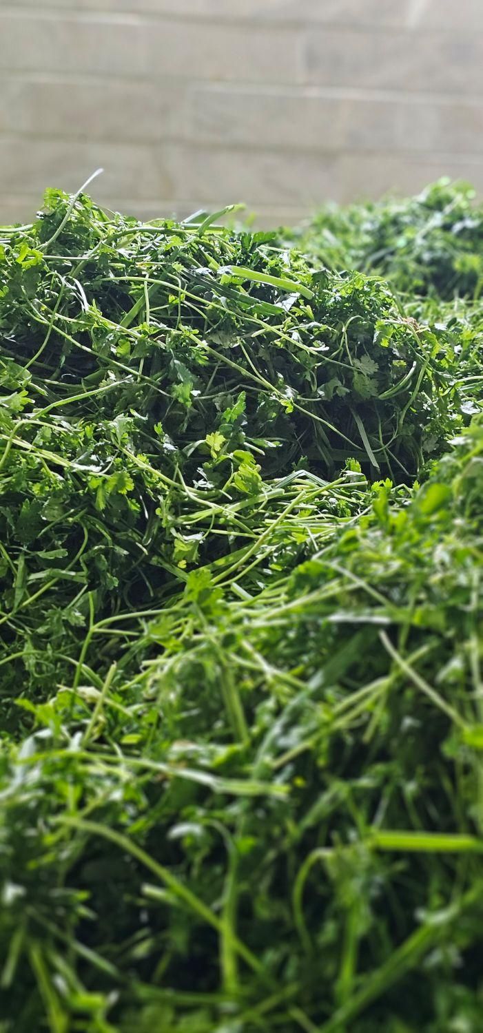 سبزی ذرت نخود سبزی آماده مصرف باقالا لوبیا|خوردنی و آشامیدنی|تهران, افسریه|دیوار