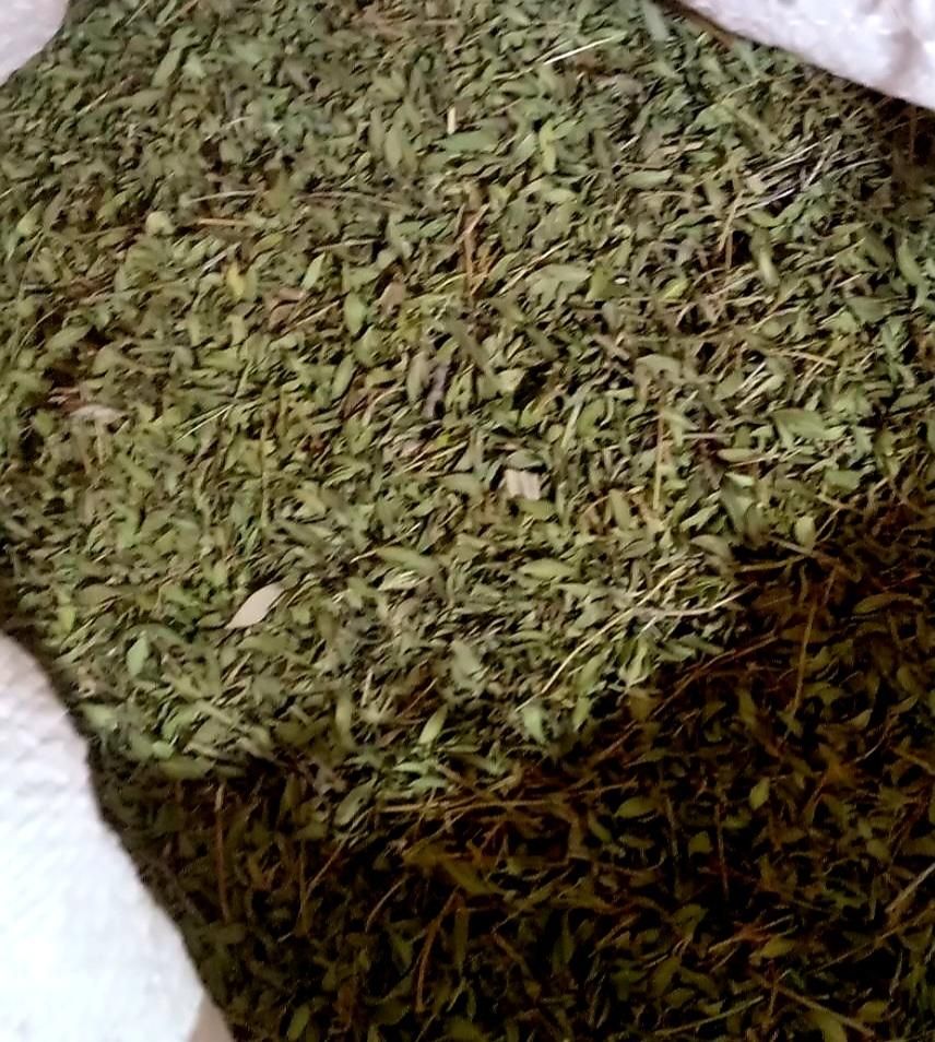 پودر آویشن تازه تازه کیلویی ۵۰۰،۰۰۰هزار|خوردنی و آشامیدنی|قم, پردیسان|دیوار