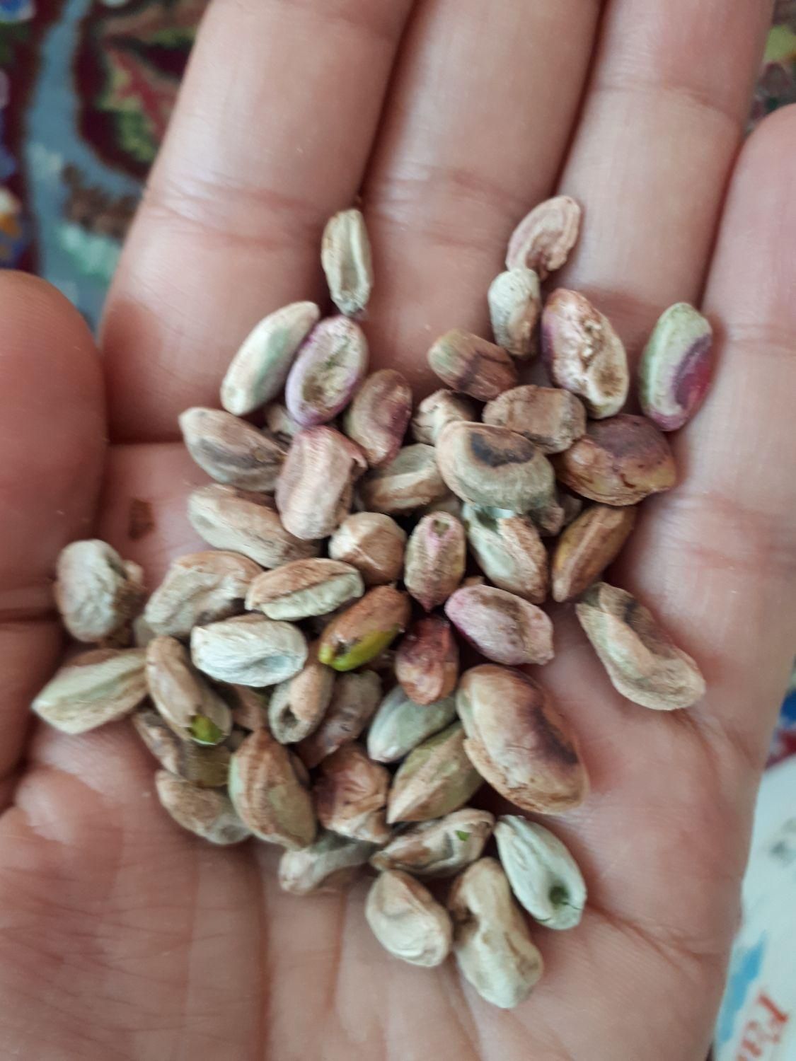 پسته جنگلی|خوردنی و آشامیدنی|مشهد, احمدآباد|دیوار