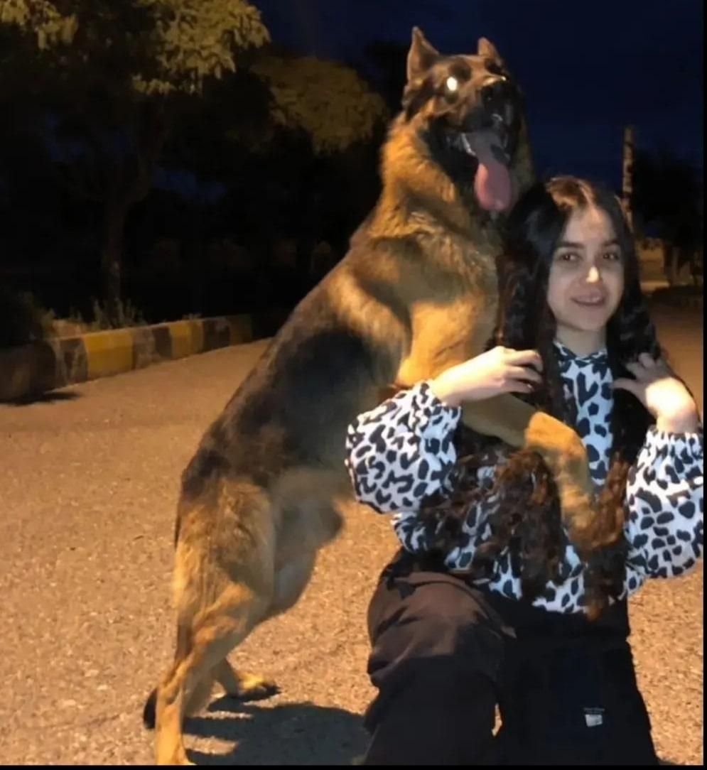 مربی سگ اردبیل / تربیت سگ / آموزش سگ در اردبیل|خدمات آموزشی|اردبیل, |دیوار