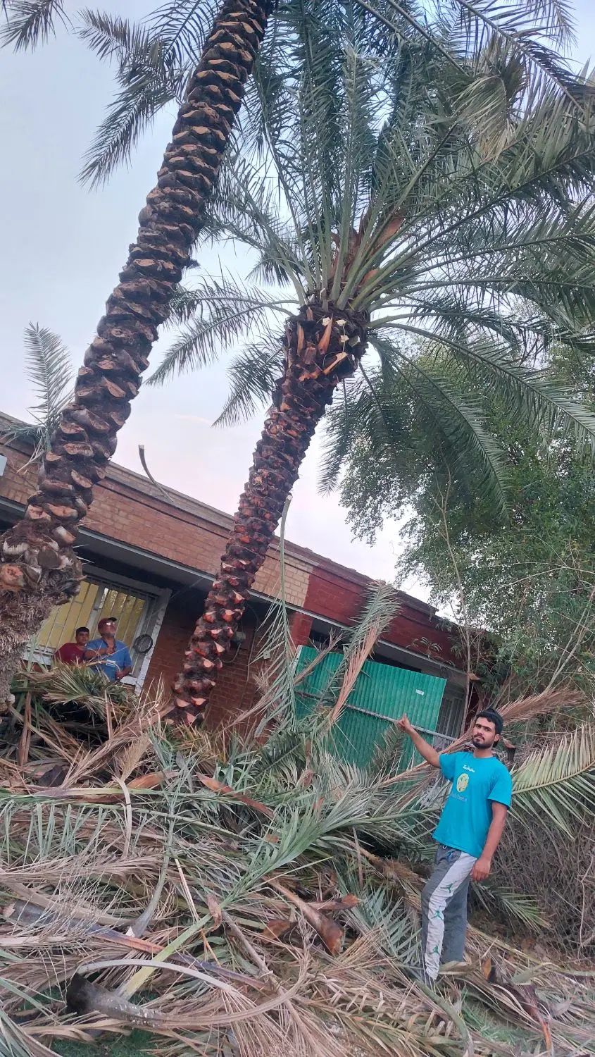 بریدن نخل قطع درخت هرس نخل سمپاشی نخل باغبانی|خدمات باغبانی و درختکاری|اهواز, شهرک نفت|دیوار