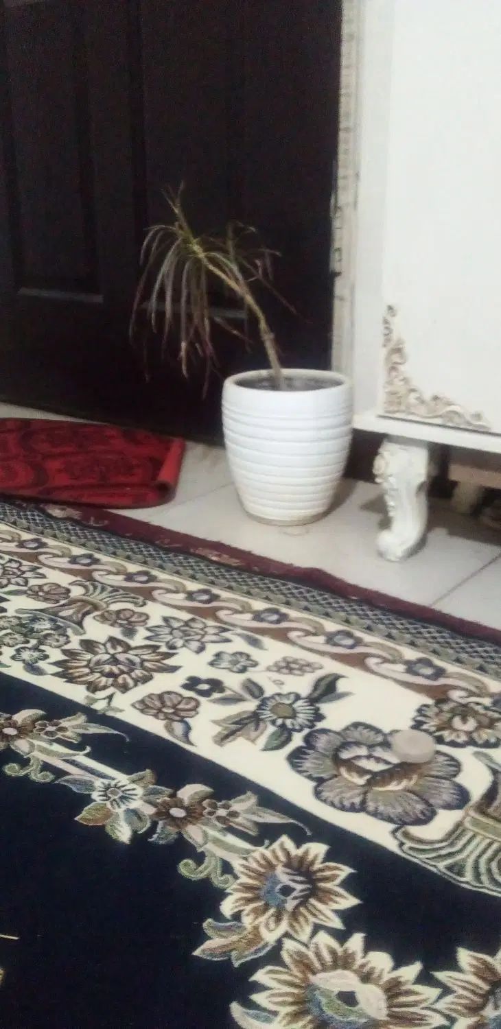 تعدادی گلدان وگل|گل و گیاه طبیعی|تهران, یافت آباد جنوبی|دیوار
