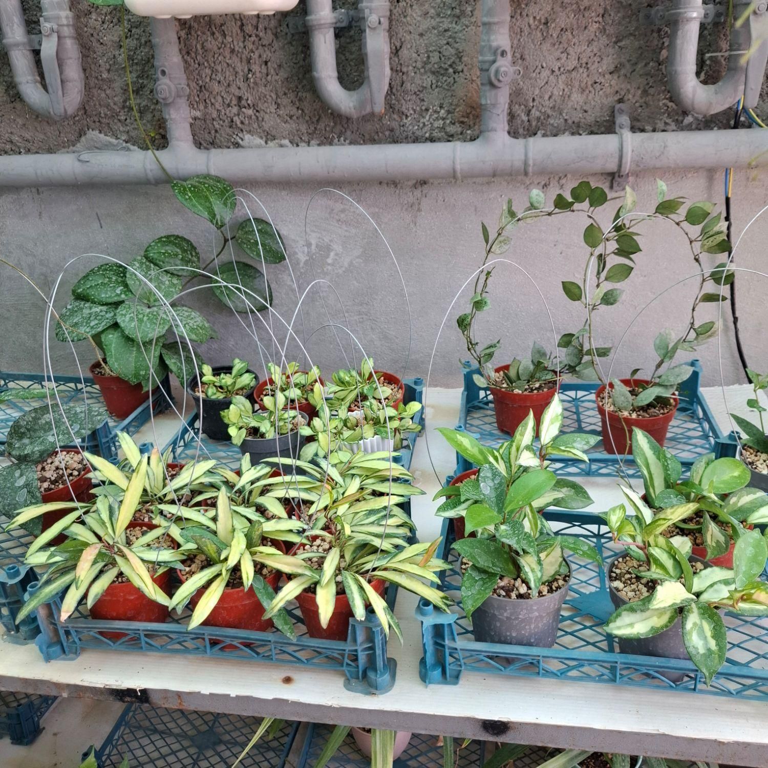 گلخانه آسوریک - انواع گیاه هویا و گل های آپارتمانی|گل و گیاه طبیعی|بجنورد, |دیوار