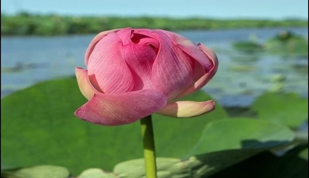 اسکله گردشگری تالاب مرداب بندرانزلی بدون واسطه vlp|تور و چارتر|بندر انزلی, ساحل قو|دیوار