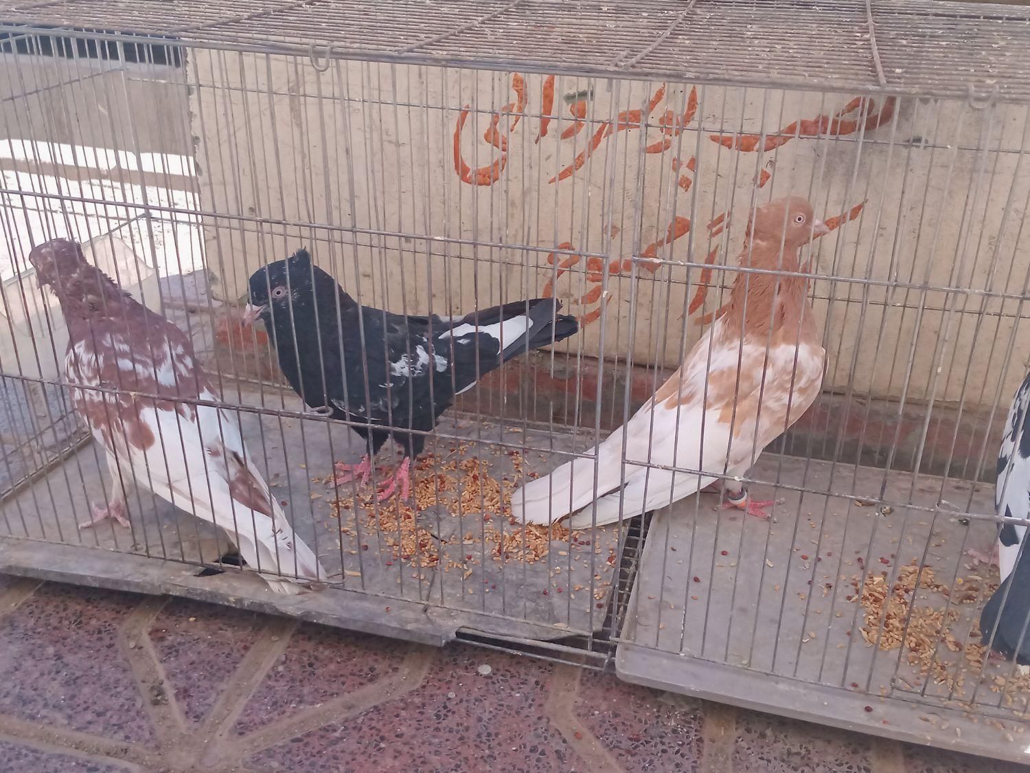 کفتررنگه|پرنده|تربت جام, شاد|دیوار