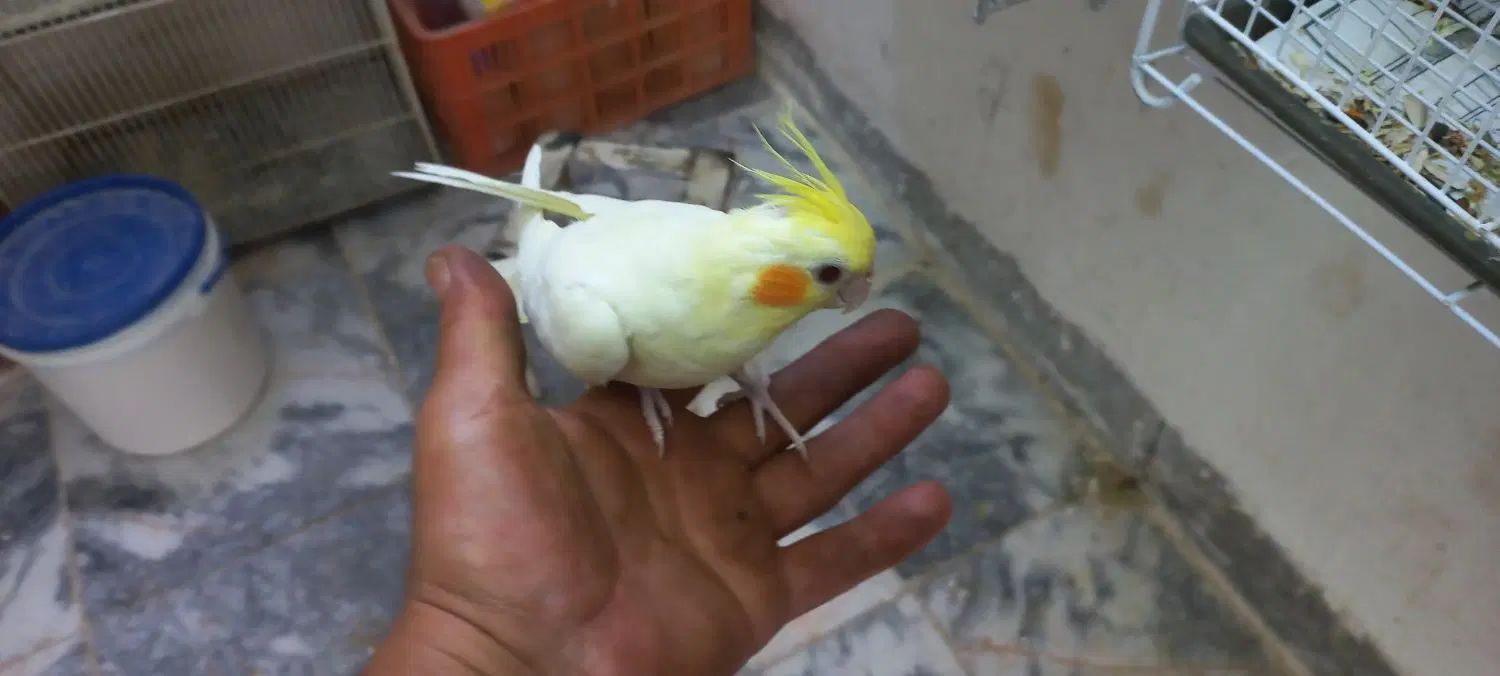 ۳عددجوجه عروس هلندی|پرنده|مشهد, شهرک صنعتی توس|دیوار