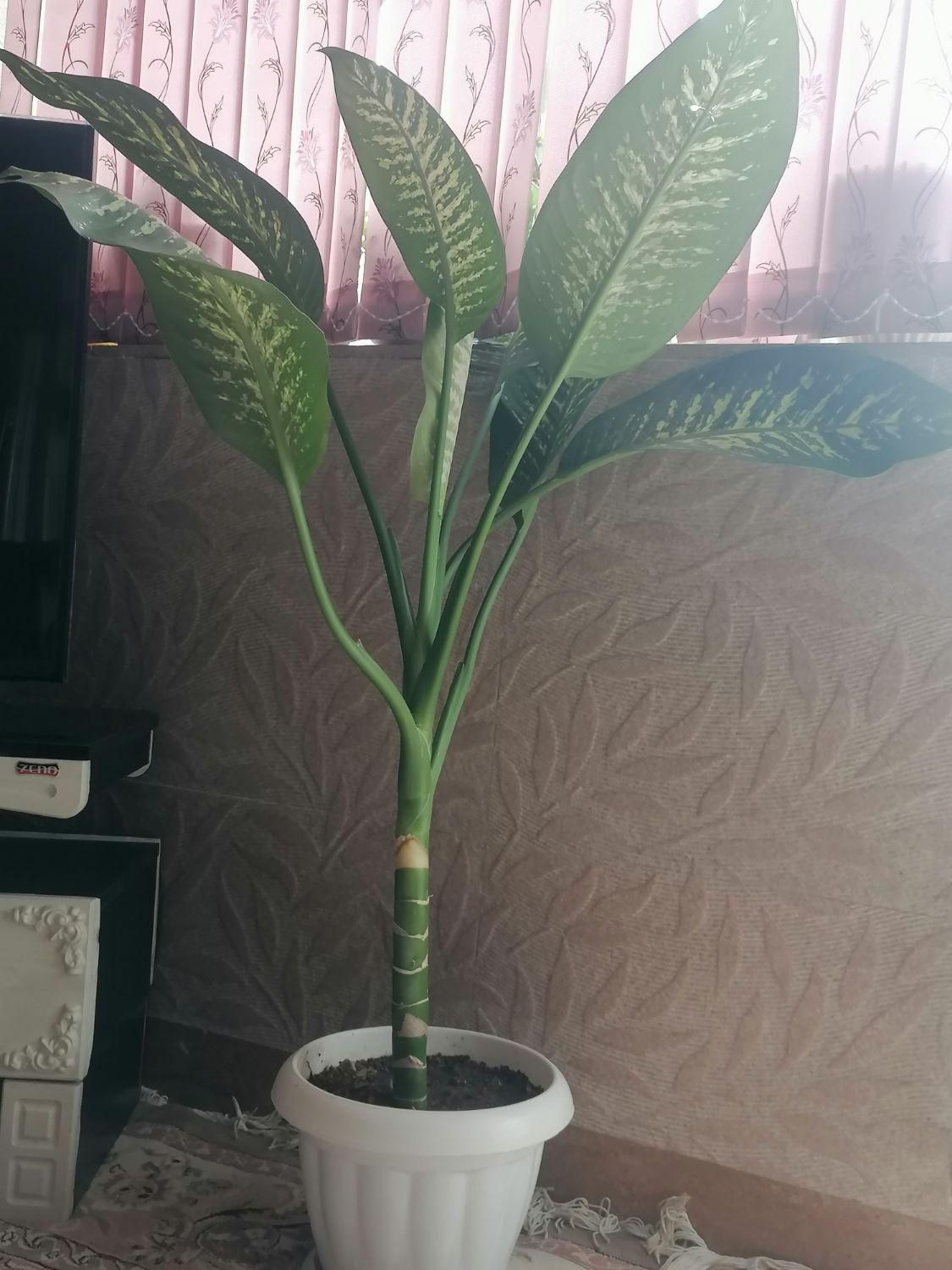 گل های شاداب و زیبا|گل و گیاه طبیعی|شیراز, رکن‌آباد|دیوار