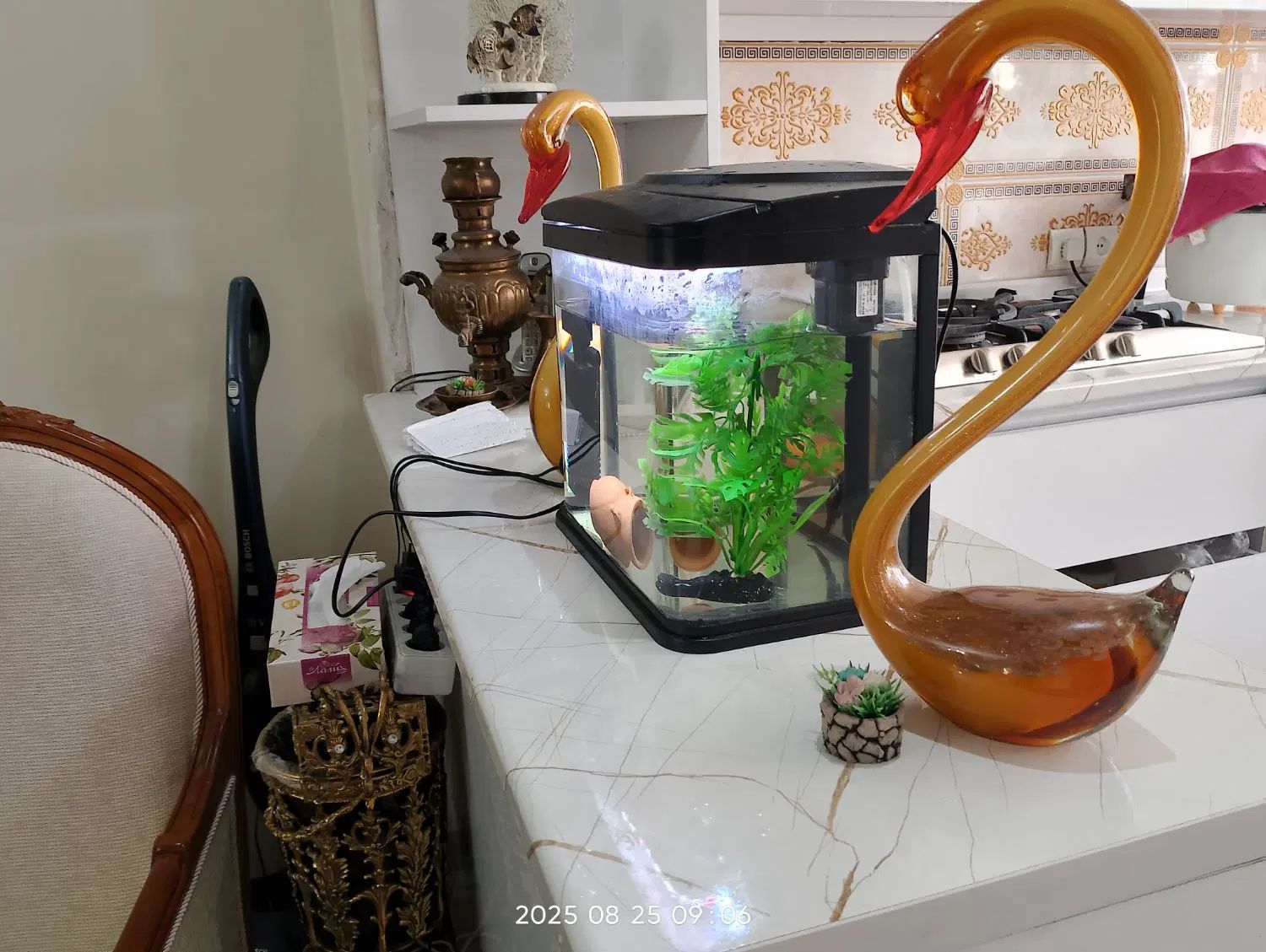 آکواریوم|ماهی|تهران, طرشت|دیوار
