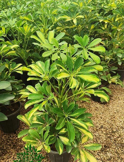 گل شفلرا ابلق و سبز|گل و گیاه طبیعی|تبریز, |دیوار