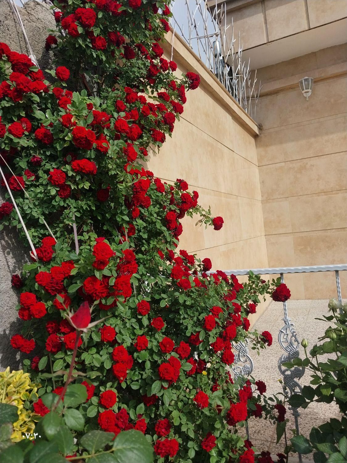 باغ ویلایی مجهز مهندسی بنهنگ تربت حیدریه|فروش خانه و ویلا|تربت‌حیدریه, بالا ولایت|دیوار