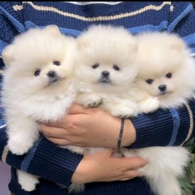 فروش سگ پامرانین و توی ،پودل بدون واسطه|سگ|اصفهان, جلفا|دیوار