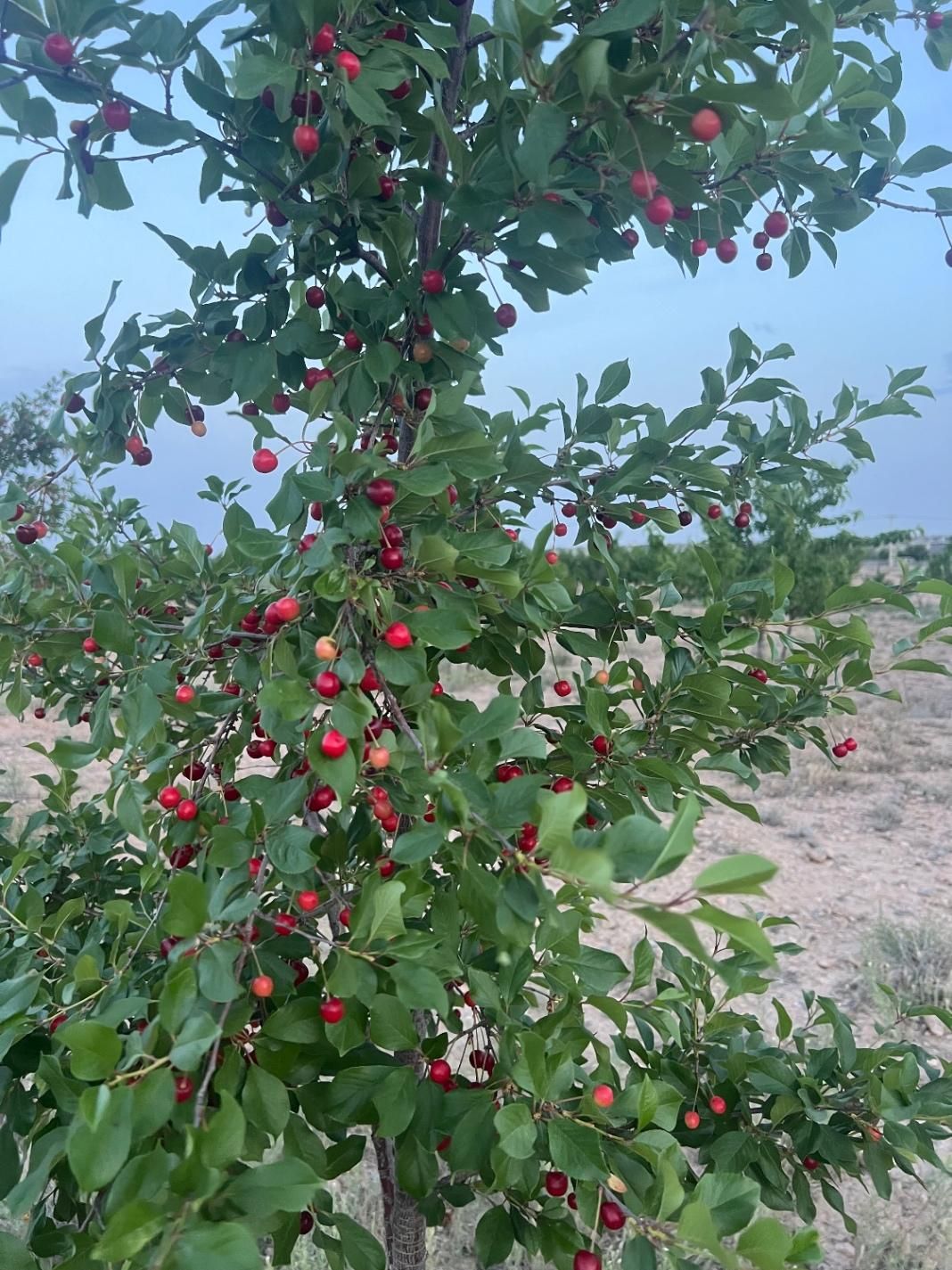 باغ ۵۰۰متری منطقه ویلایی توریستی ماریان باسهمیه آب|فروش زمین و ملک کلنگی|مشهد, درزآب|دیوار