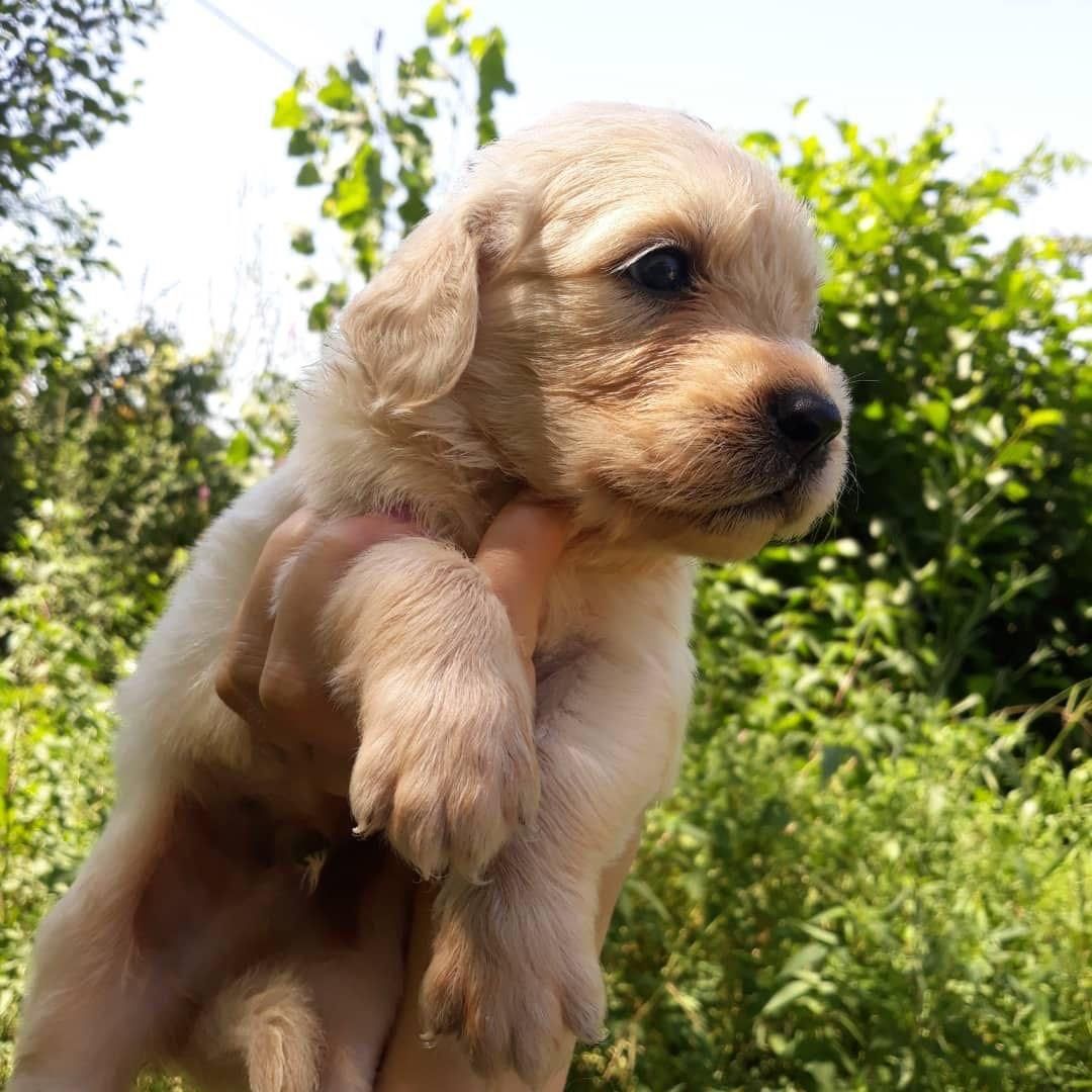 گلدن رتریور اصیل|سگ|رشت, لاکانی|دیوار