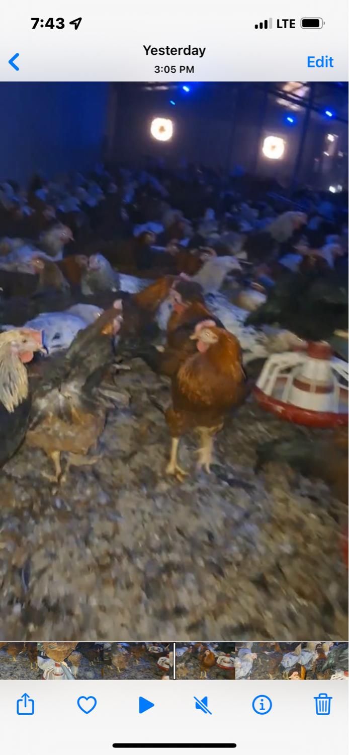 فروش نیمچه مرغ و خروس گلپایگانی ( محلی )|حیوانات مزرعه|ورامین, ورامین|دیوار