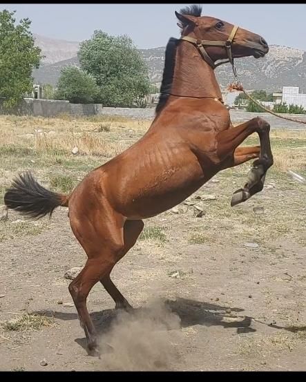 اسب|حیوانات مزرعه|شیراز, باغ تخت|دیوار