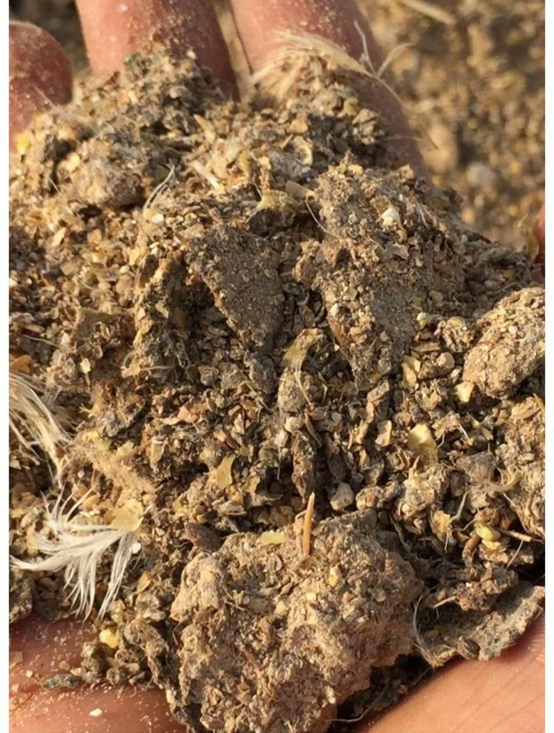 خرید و فروش کود مرغی|خدمات باغبانی و درختکاری|دزفول, |دیوار