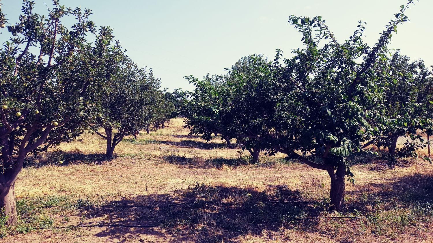 باغ 500 متری در یاغبستلو اهر|فروش دفتر صنعتی، کشاورزی، تجاری|اهر, |دیوار