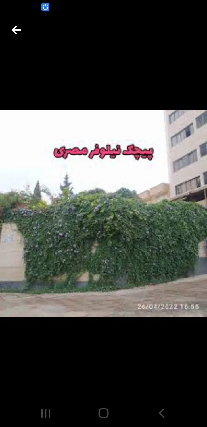 نهال و بذر پیچک رونده نیلوفر مصری زود رشد مقاوم|گل و گیاه طبیعی|شیراز, طلاب|دیوار