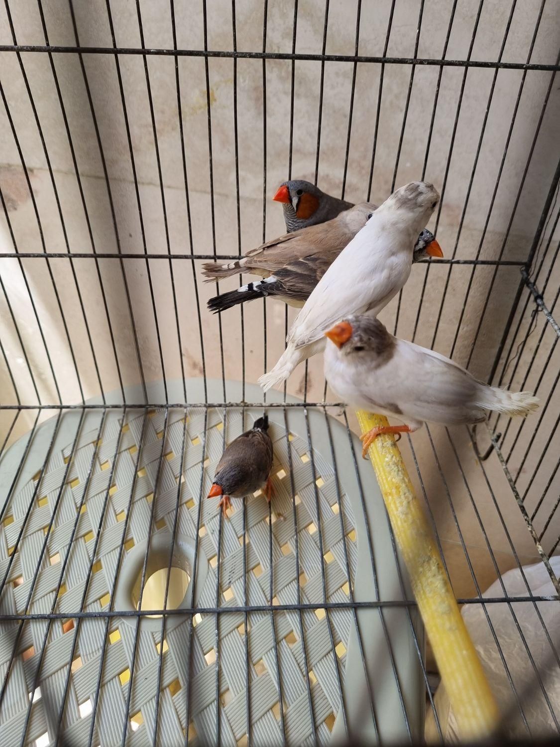 سه جفت فنچ نر و ماده بالغ توضیحات رو بخونید|پرنده|تهران, مینای جنوبی|دیوار