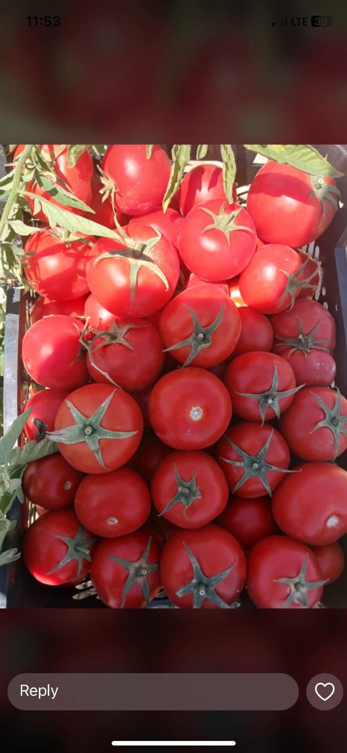 کارشناس برنامه کوددهی باغ و زمین کشاورزی|خدمات باغبانی و درختکاری|اصفهان, سرچشمه|دیوار