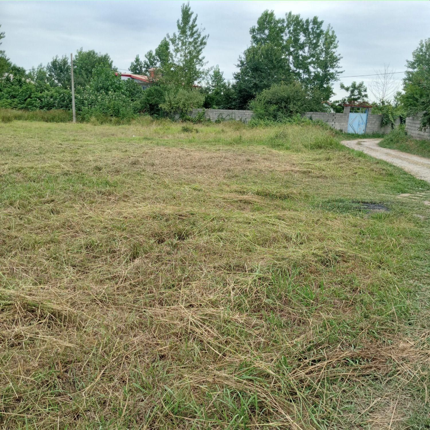 خدمات علف زنی چمن|خدمات باغبانی و درختکاری|شفت, |دیوار