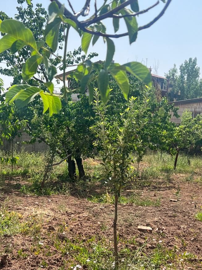 زمین ۳۴۰ متری(کوچه عسل)اقساط ده ماهه|فروش زمین و ملک کلنگی|دماوند, گیلاوند|دیوار