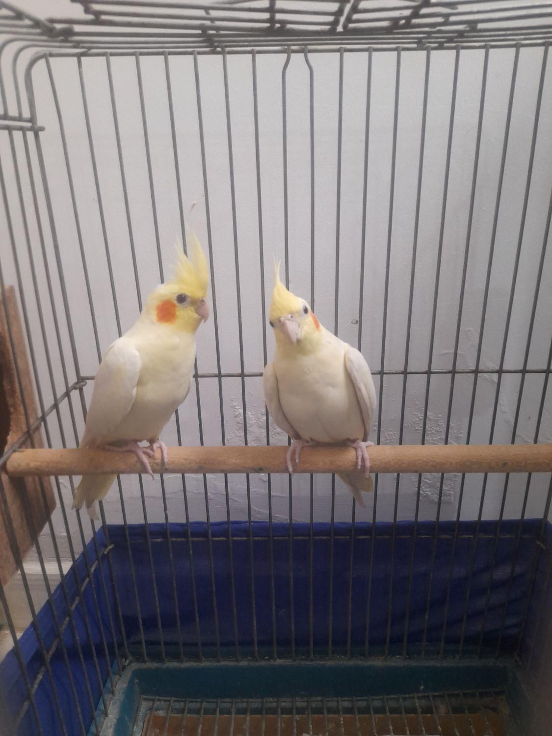 عروس هلندی لوتینو|پرنده|قدس, شهرقدس|دیوار