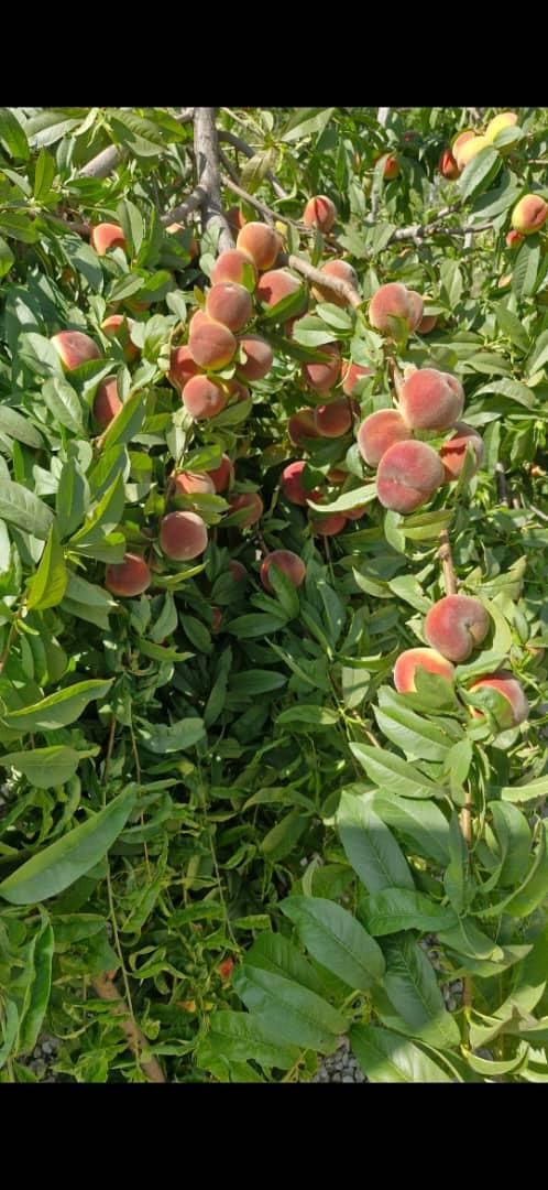 ویلاباغ حیدره بالای شهر|فروش خانه و ویلا|همدان, |دیوار