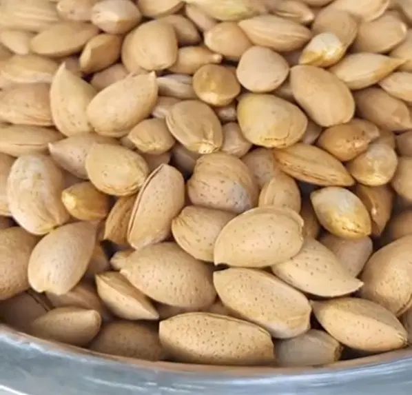 بادام تازه|خوردنی و آشامیدنی|تهران, اسکندری|دیوار