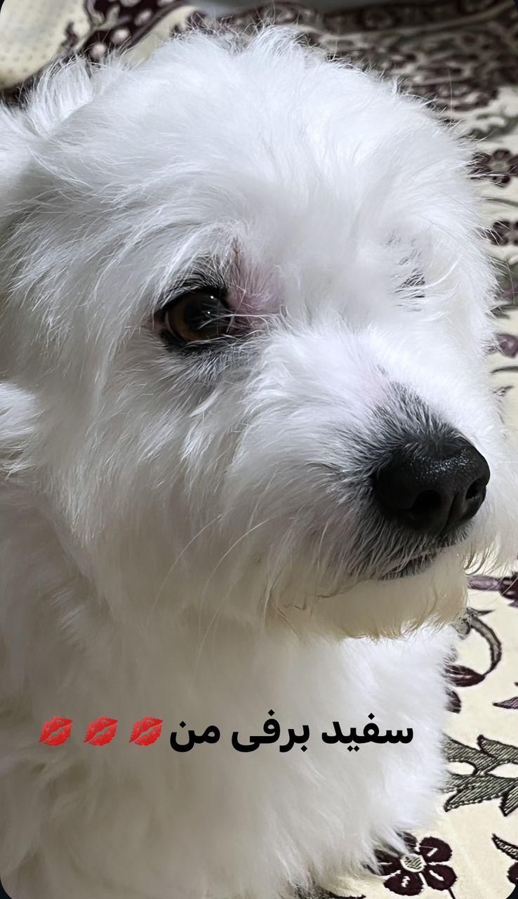 فروش سگ شیتزو فوری فوری|سگ|پرند, فاز ۴|دیوار