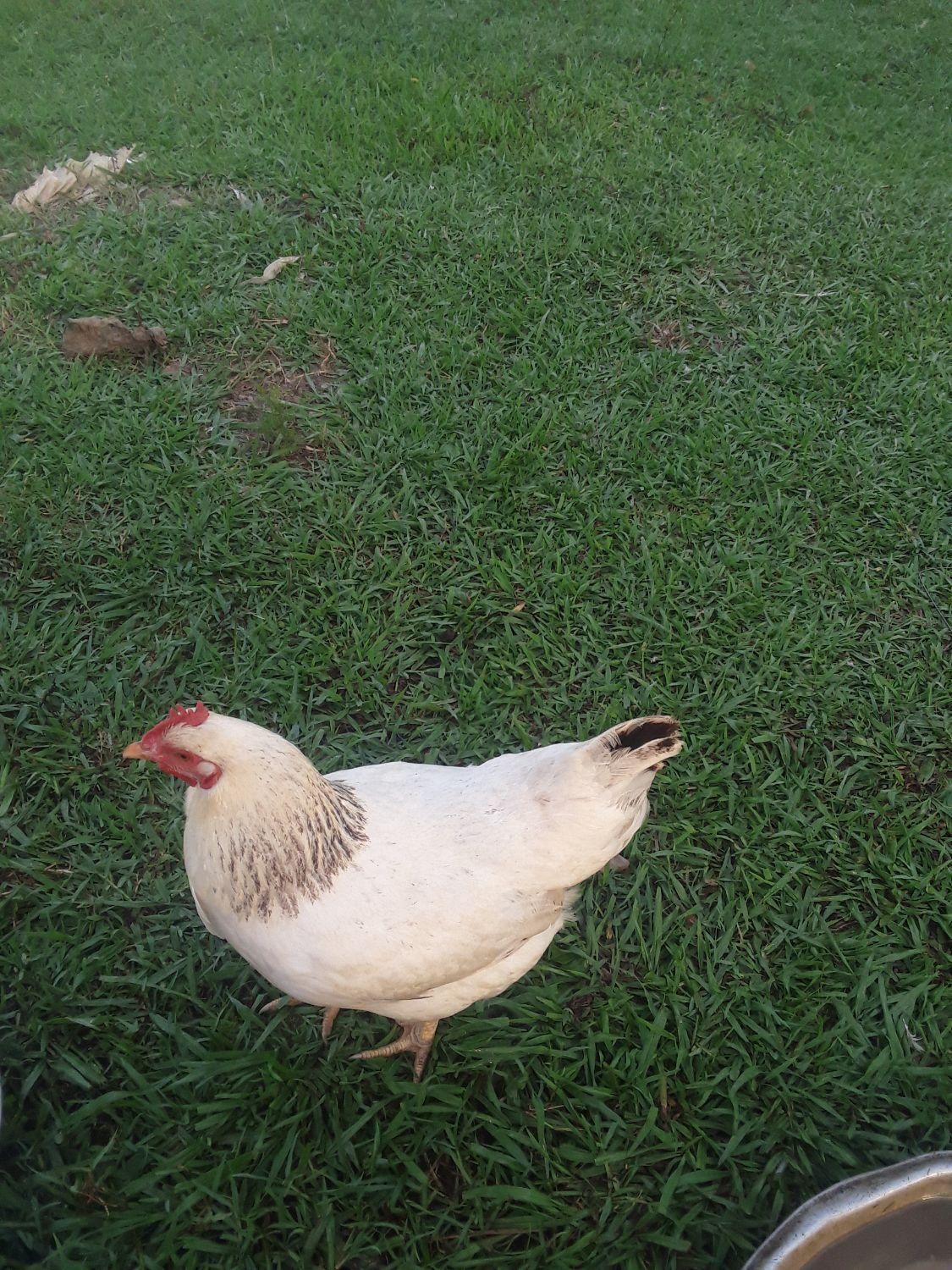 مرغ اردک  اسراعلی|حیوانات مزرعه|گوراب زرمیخ, |دیوار