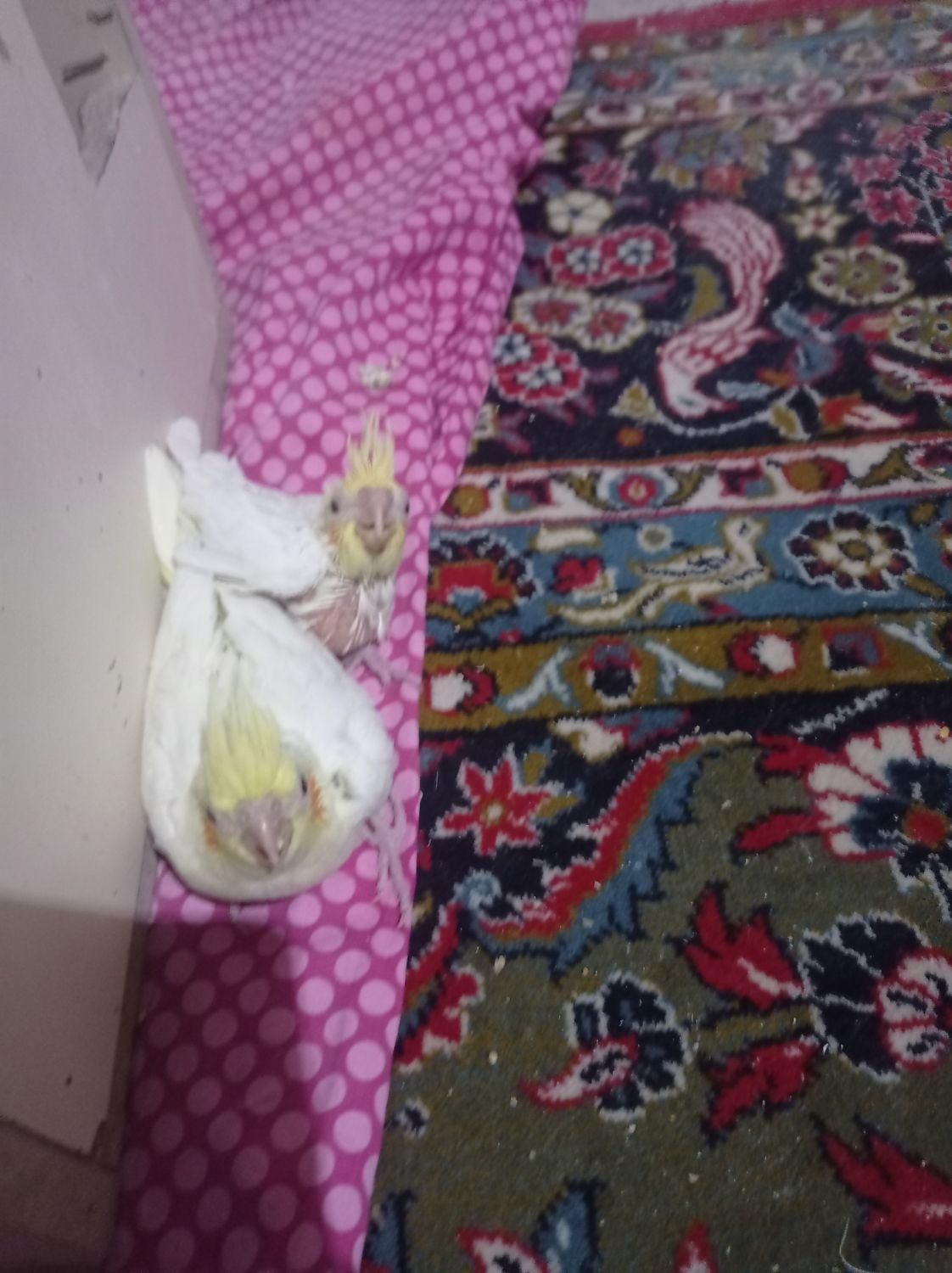 چهار جفت عروس هلندی خونگی با جوجه هاشون|پرنده|هشتگرد, |دیوار