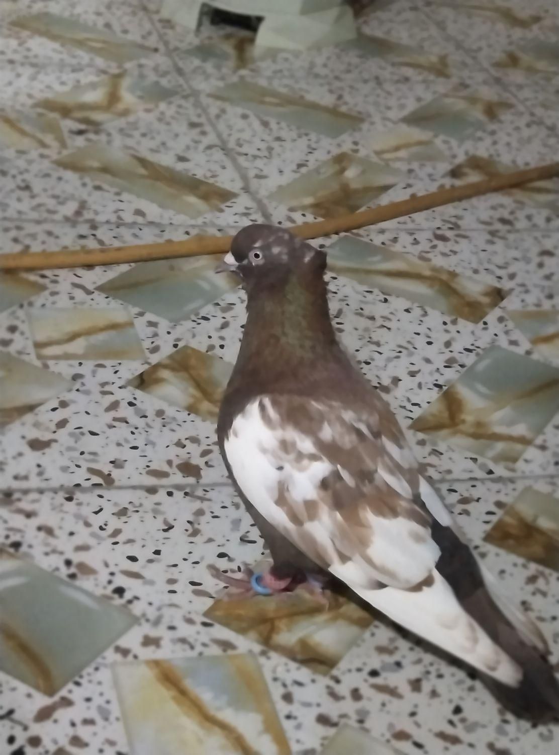 جفت کله سیاه یالی ماده سینه قهویی نر مست|پرنده|بندر ماهشهر, |دیوار
