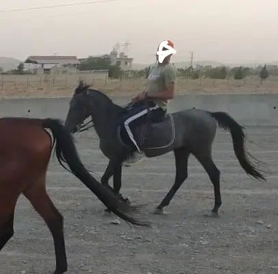 اسب نریون ۳ساله پرخون کرد|اسب و تجهیزات اسب‌سواری|مشهد, شهرک صنعتی توس|دیوار