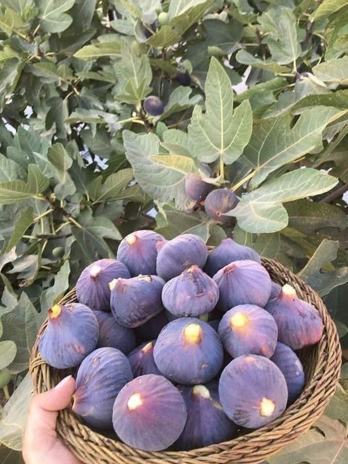 انبه اناناس آلبالو گیلاس هلو کیوی گردو بلوبری|خدمات باغبانی و درختکاری|گرگان, |دیوار