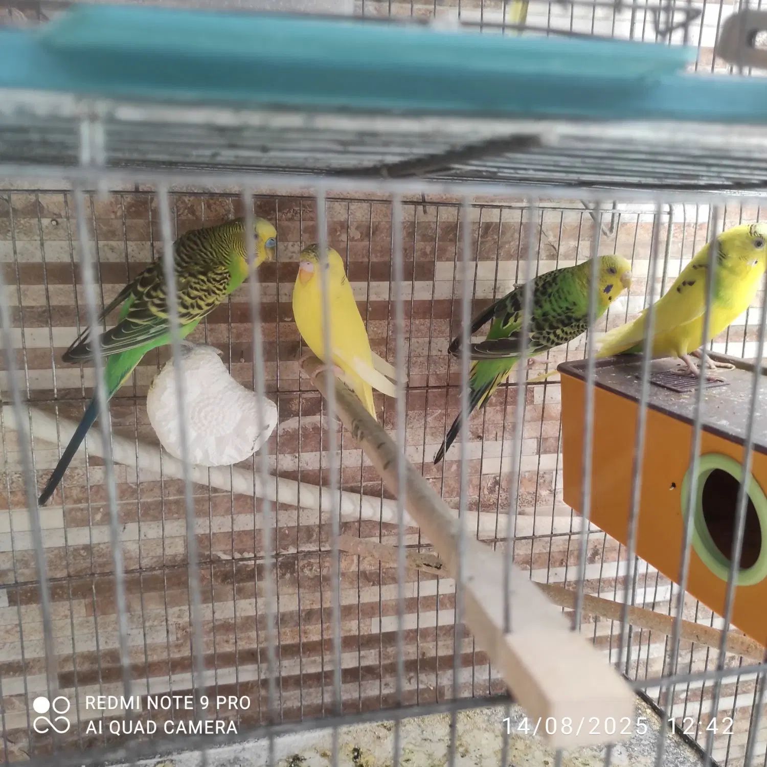 مرغ عشق|پرنده|اصفهان, وحید|دیوار