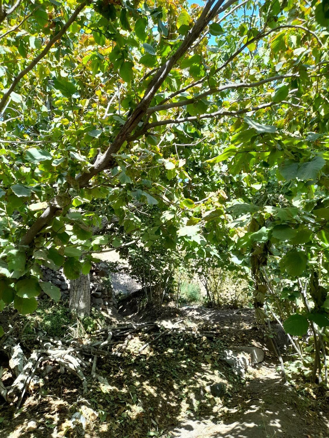 باغ فندق روستای وشنوه|فروش زمین و ملک کلنگی|قم, انسجام|دیوار