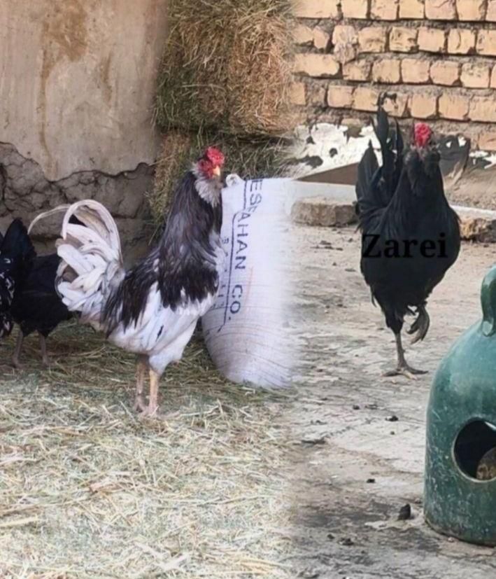 مرغ و خروس.گلین‌لری.جوجه .نیمچه .ریشو چهلتاج|حیوانات مزرعه|اصفهان, میرعماد|دیوار