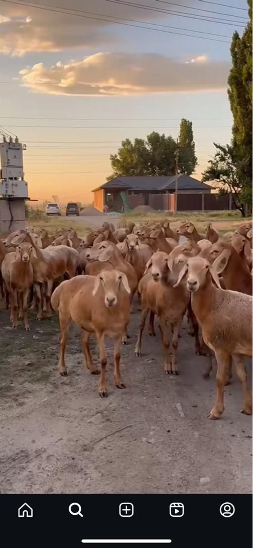 عرضه بدون واسطه بره گوسفند مستقیم از شهرستان|حیوانات مزرعه|تهران, مشیریه|دیوار